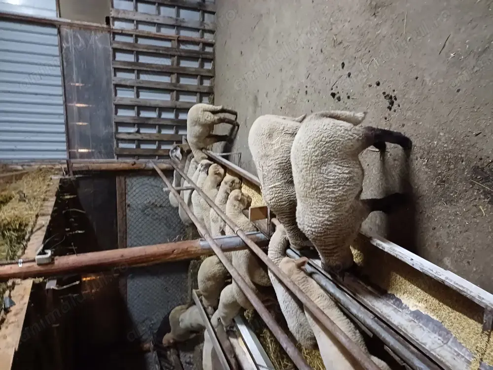 Miei tigai de vânzare 