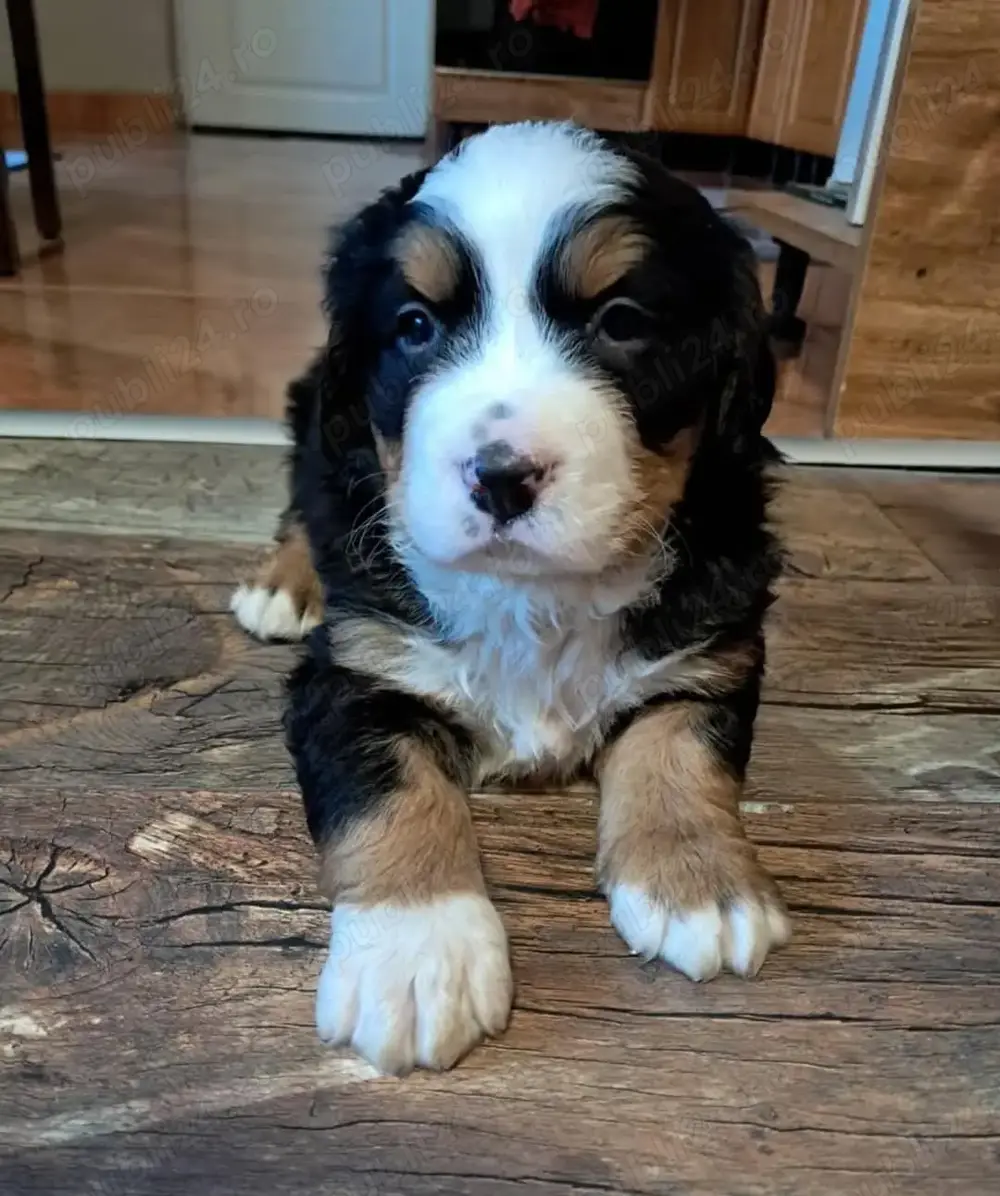 Pui din rasa ciobanesc de berna Pui din rasa ciobanesc de berna