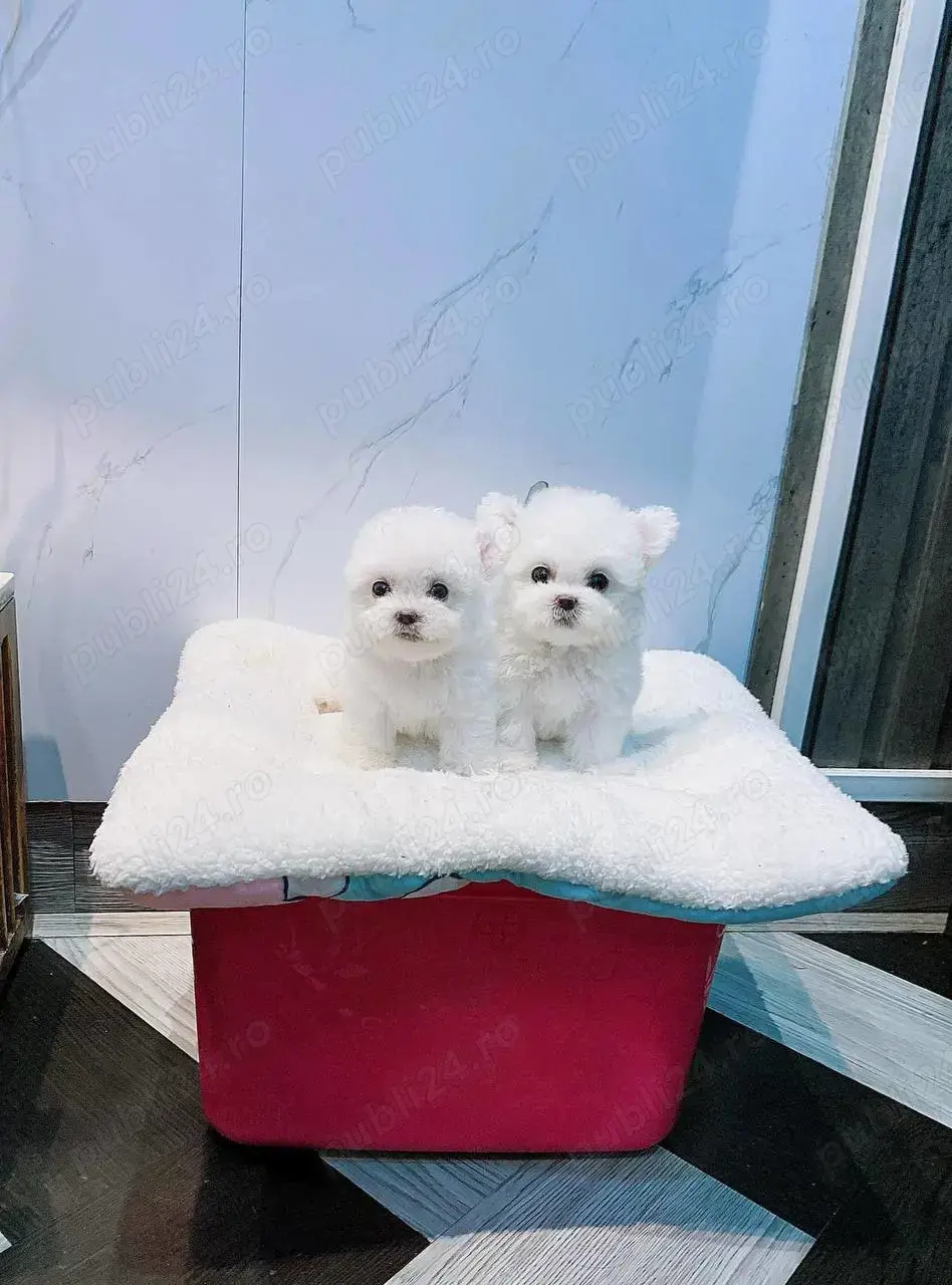 Femela catelus Bichon Frise