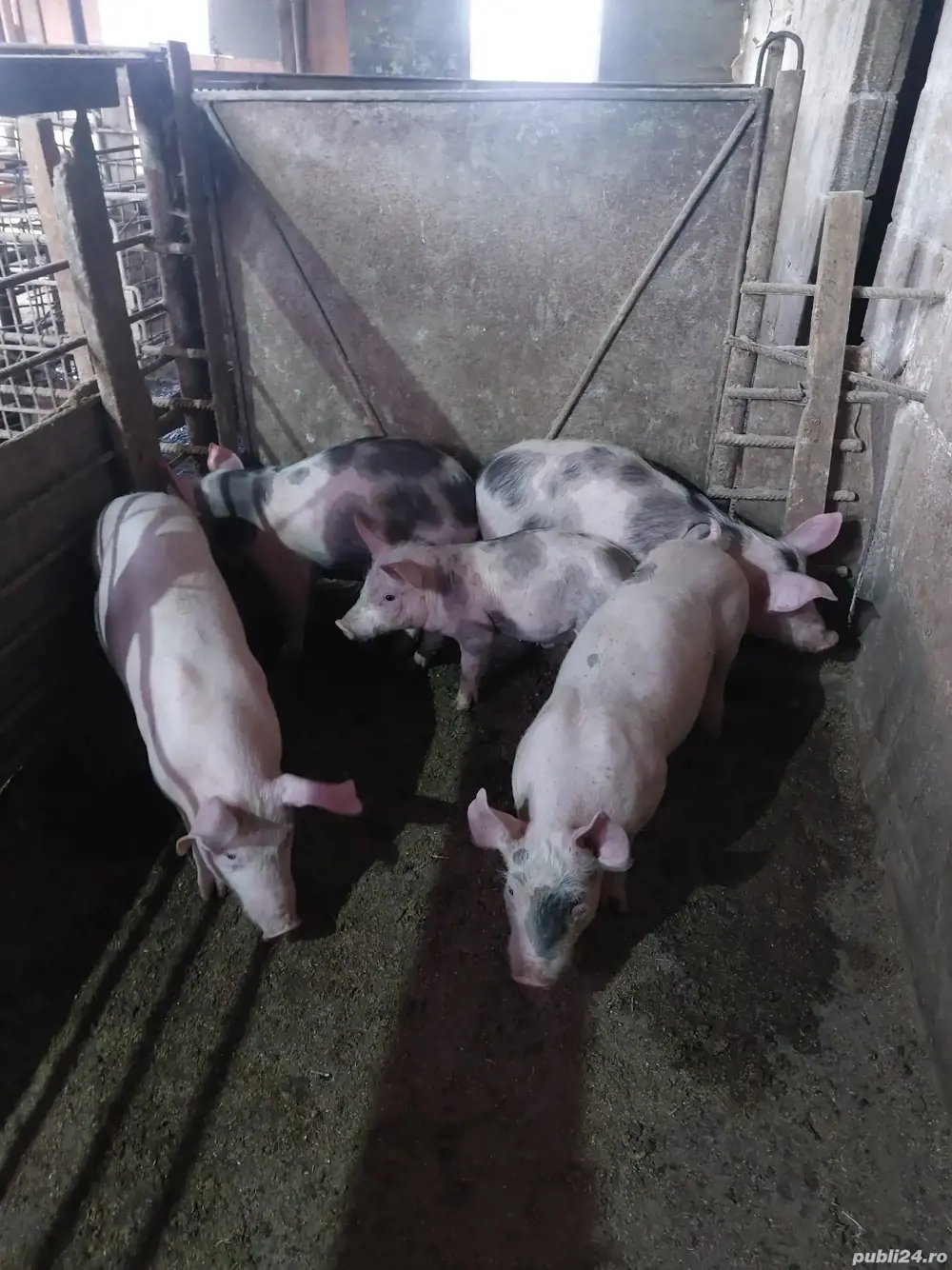 Purcei 3 luni Vintu de Jos - Animale