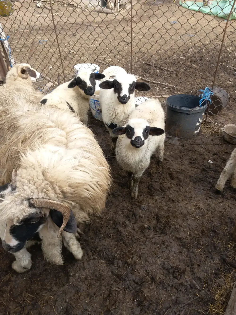 Vând miei de sacrificat pentru Paște sau miele și berbecuți de reproducție(de ținut)