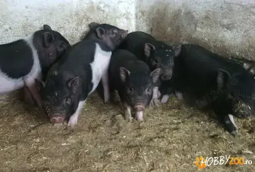 Vand purcei vietnamezi mistreti si mangalita Vand purcei vietnamezi mistreti si mangalita