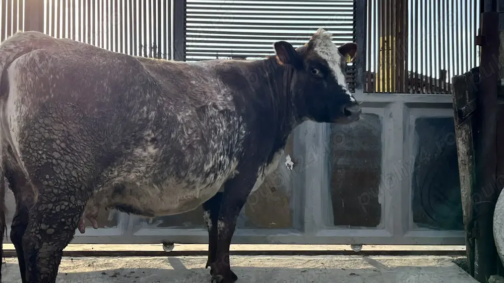 Vaca Baltata romaneasca Vaca Baltata romaneasca