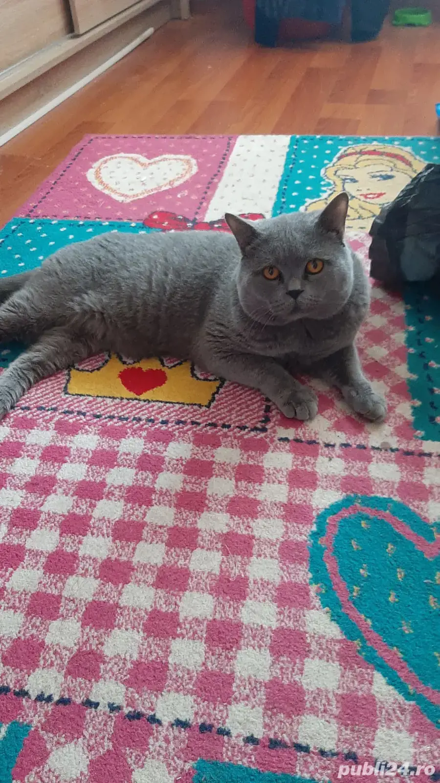 Pui British shorthair