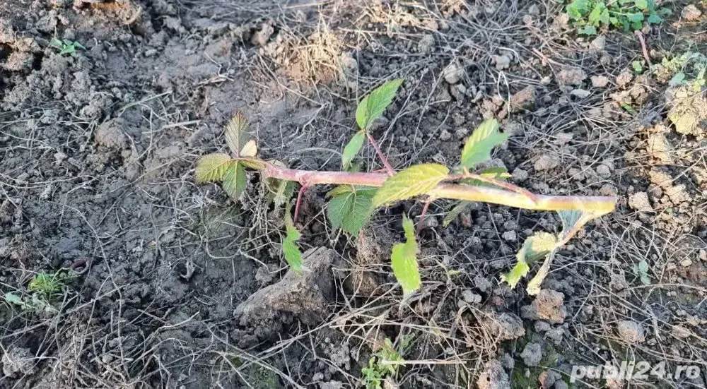 Vând Butași Mur Thornfree, Soi American, Rezistent la îngheț și boli