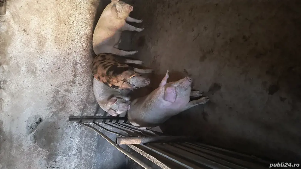 Porci de sacrificat Porci de sacrificat