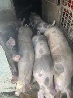 Porci de vânzare, rasa carne