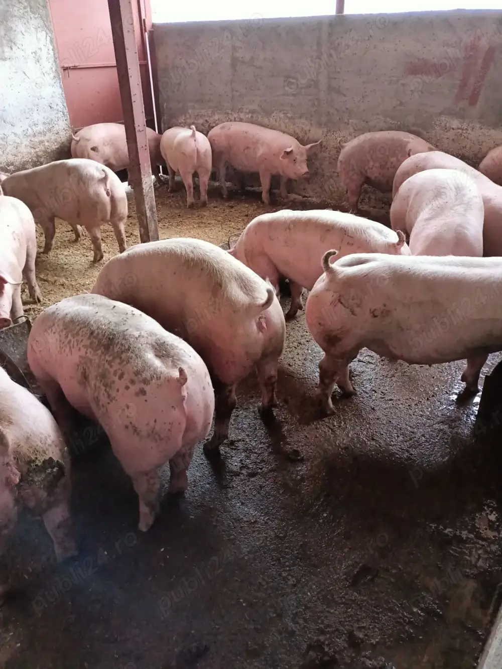 Vând porci de carne  Vând porci de carne