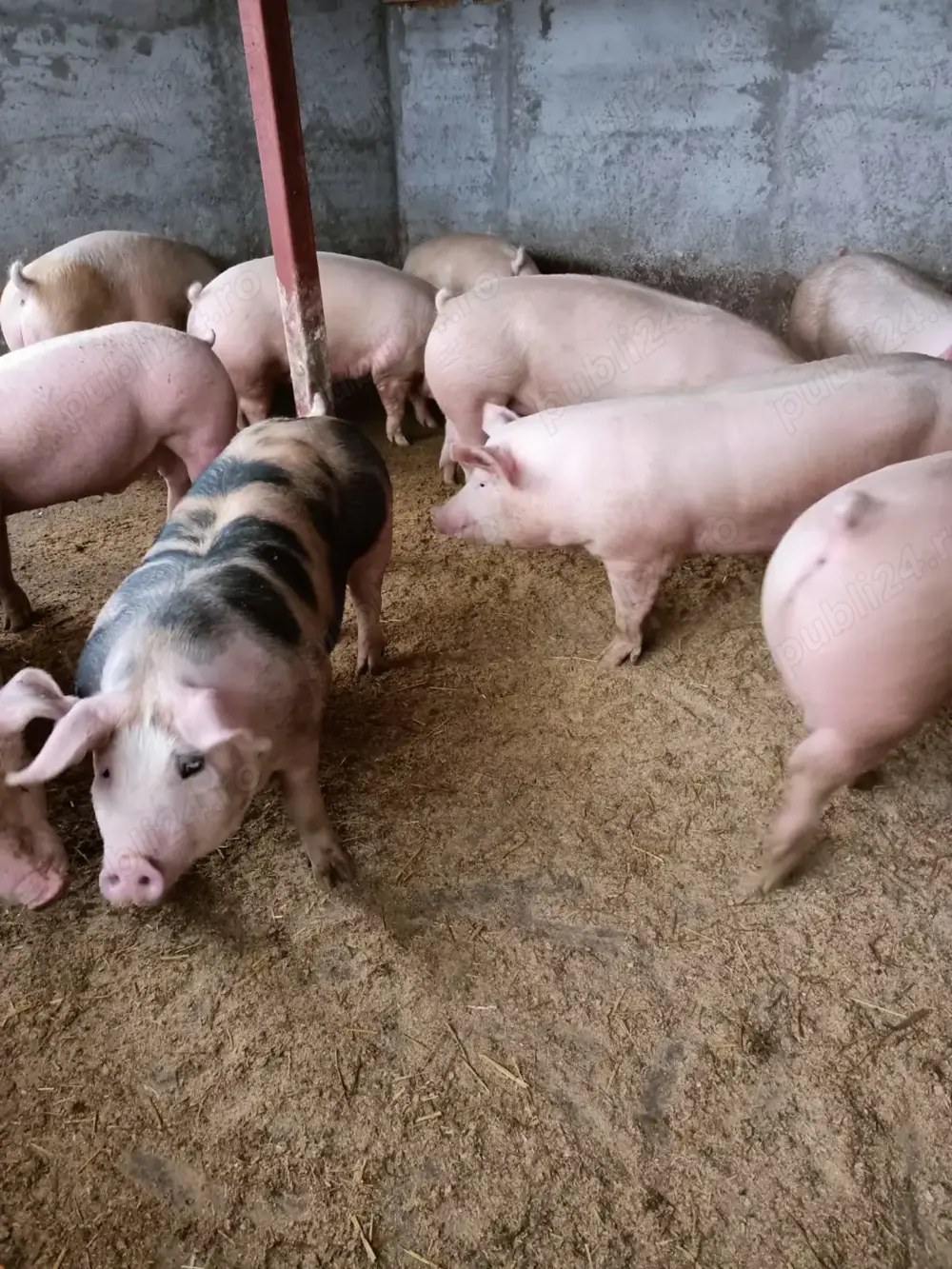 Vând porci de carne  Vând porci de carne