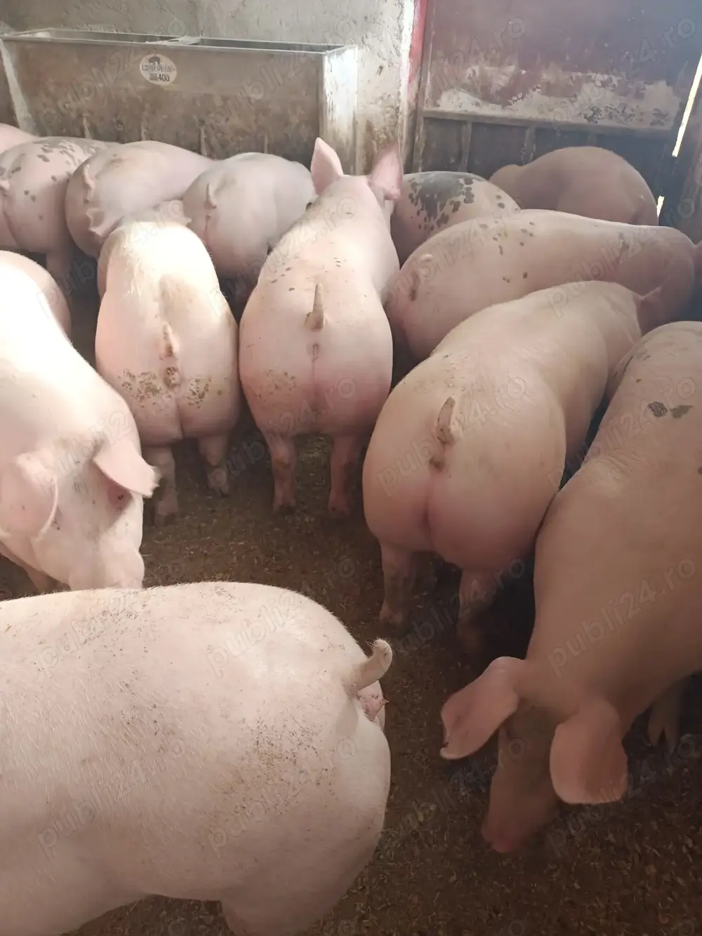 Grăsuni și porci  Grăsuni și porci