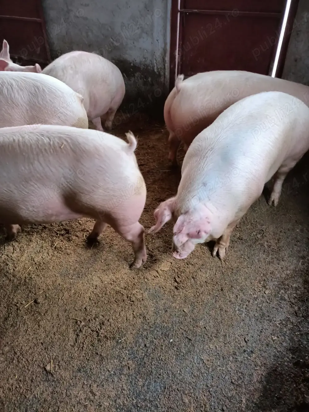 Vând porci de carne  Vând porci de carne