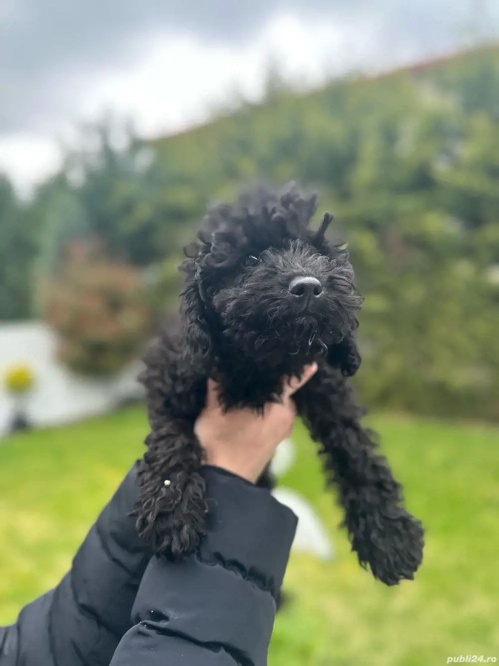 Pudel negru 3 luni posibilitate pasaport Pudel negru 3 luni posibilitate pasaport