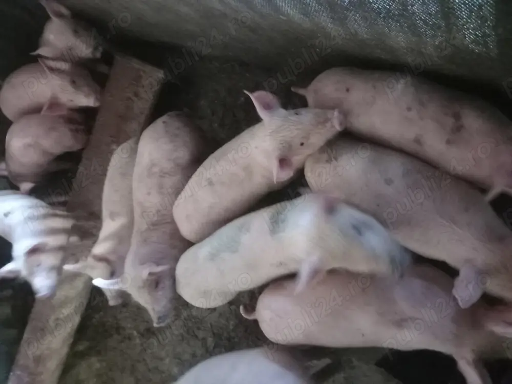 Purcei de vânzare Purcei de vânzare