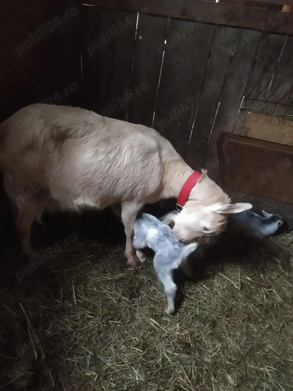 Vând 2 ieduțe rasa zanen,de 3luni