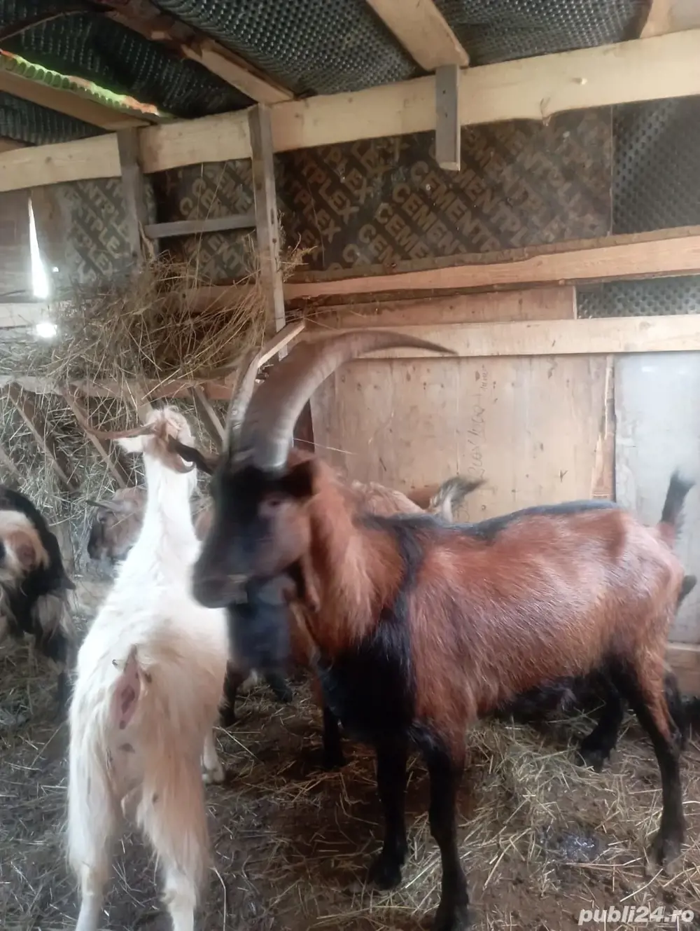 Schimb Tap alpin francez sau vand 