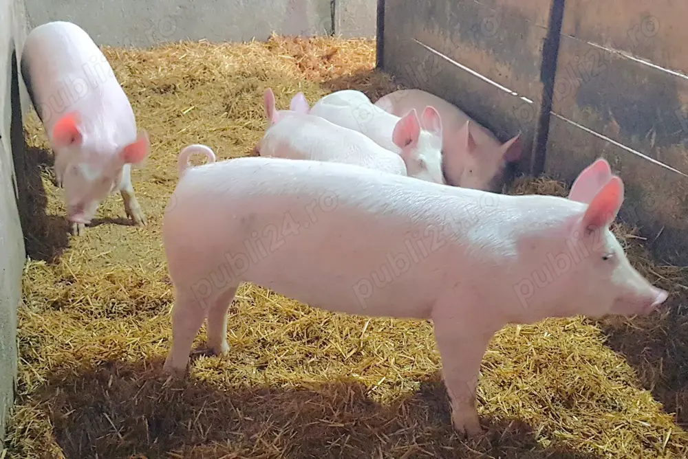 Vând purcele pentru reproducție, Rasă pură: Marele Alb, greutate aprox. 100-160 kg