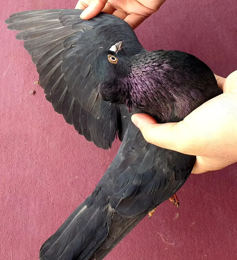 Porumbei: zburători de Belgrad, zburători de Severin, Gălăteni 