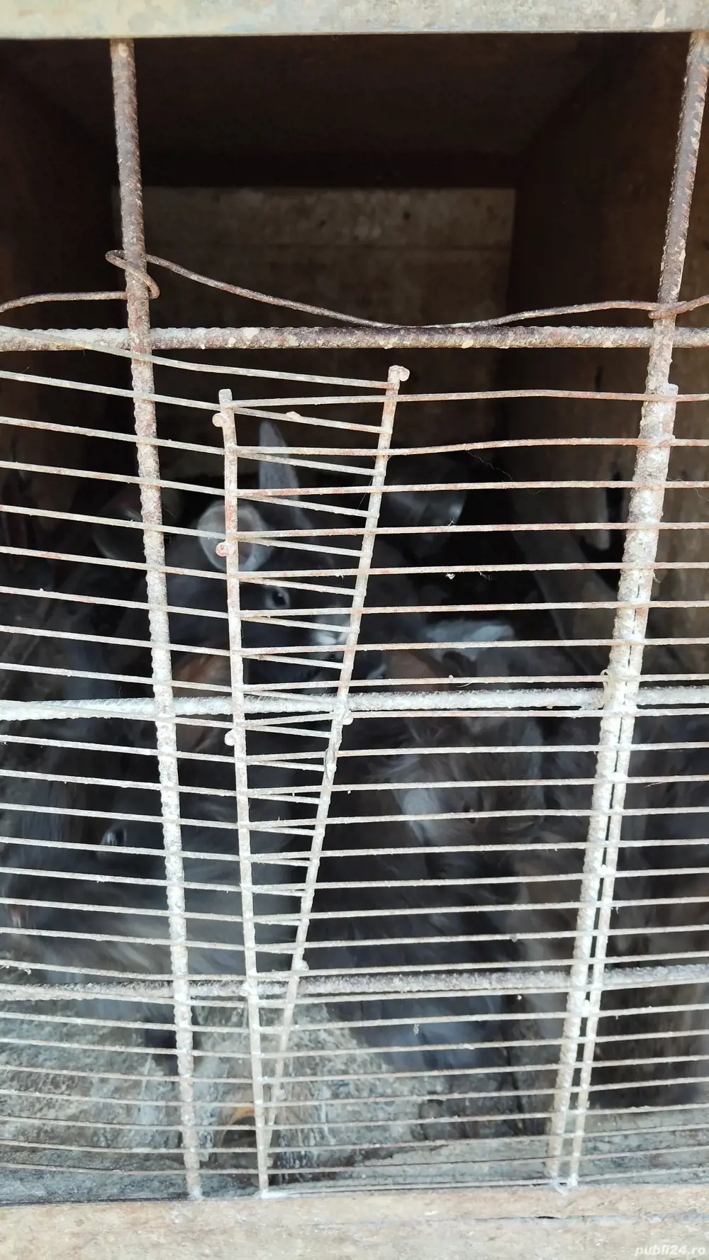 iepurași de vânzare 