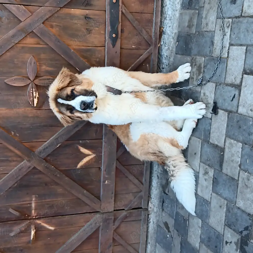 Căine sant bernard de vanzare.  Căine sant bernard de vanzare.