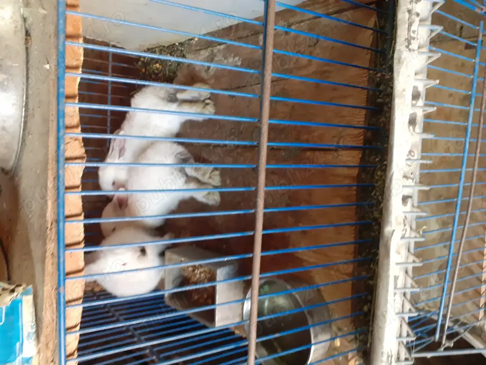 Vand iepuri urias de transilvania 