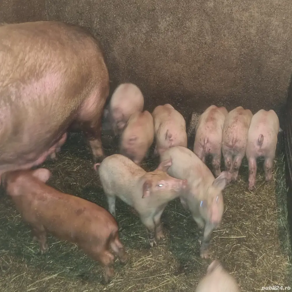 Purcei, 8 saptamani intarcati, Oarja, jud. Arges 