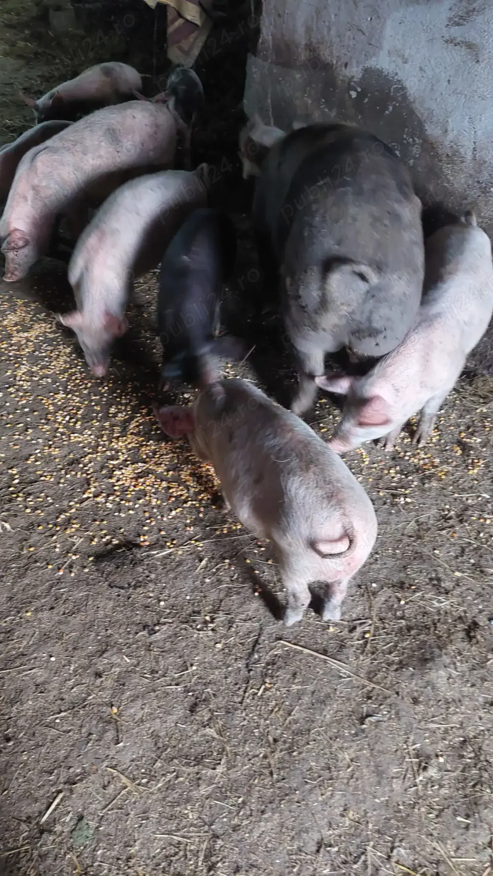 Porci de vanzare Porci de vanzare