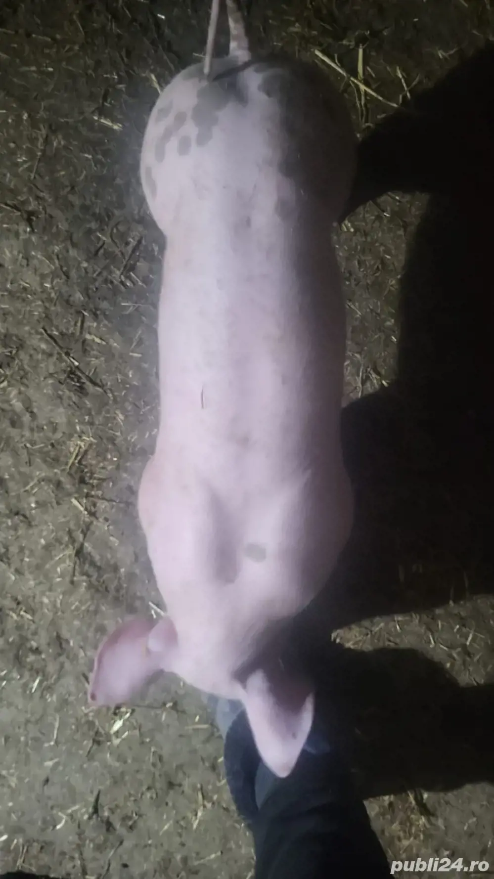 porci toate marimile PIETREAN BELGIAN porci toate marimile PIETREAN BELGIAN