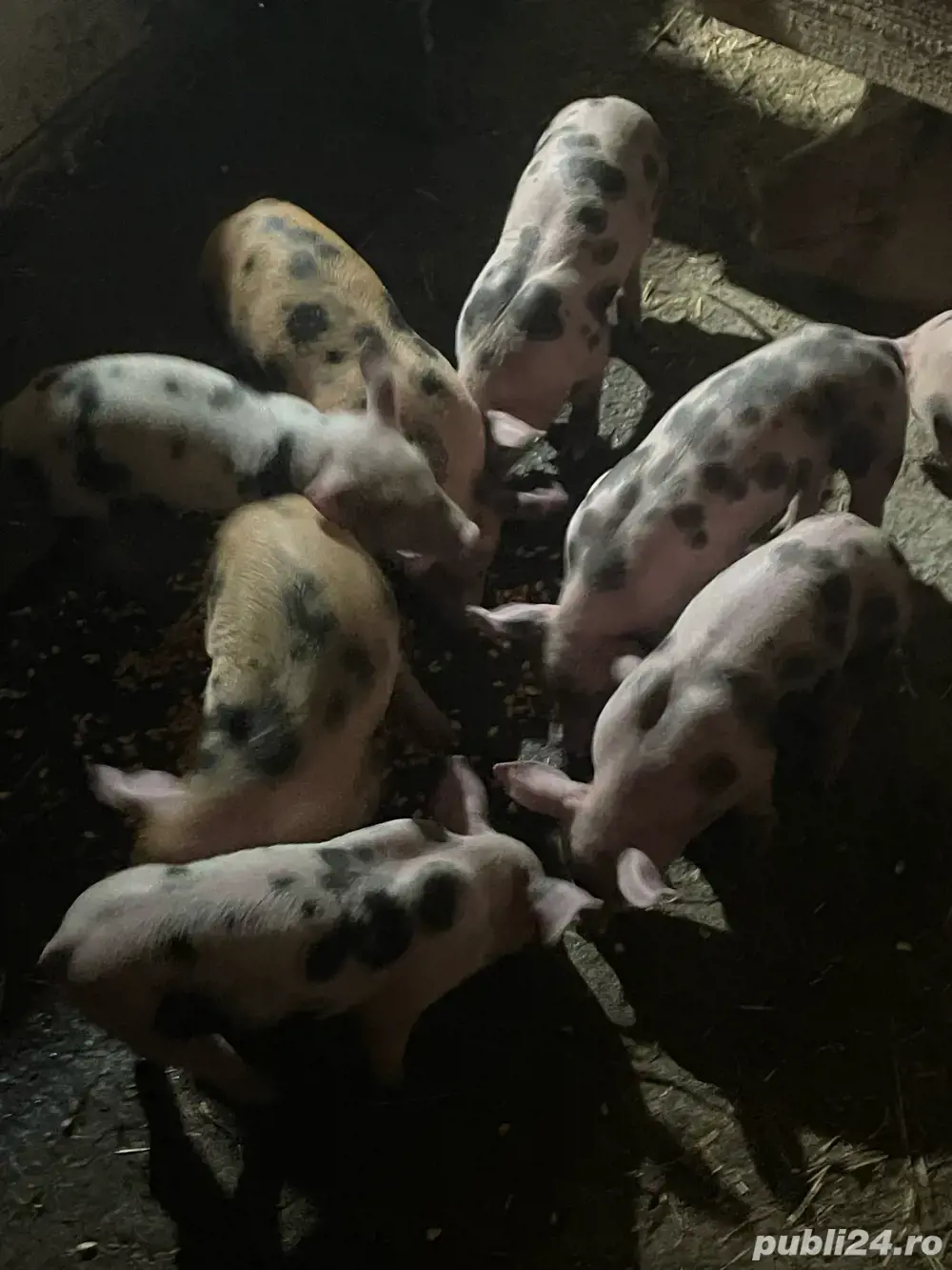 purcei pietrean belgian 