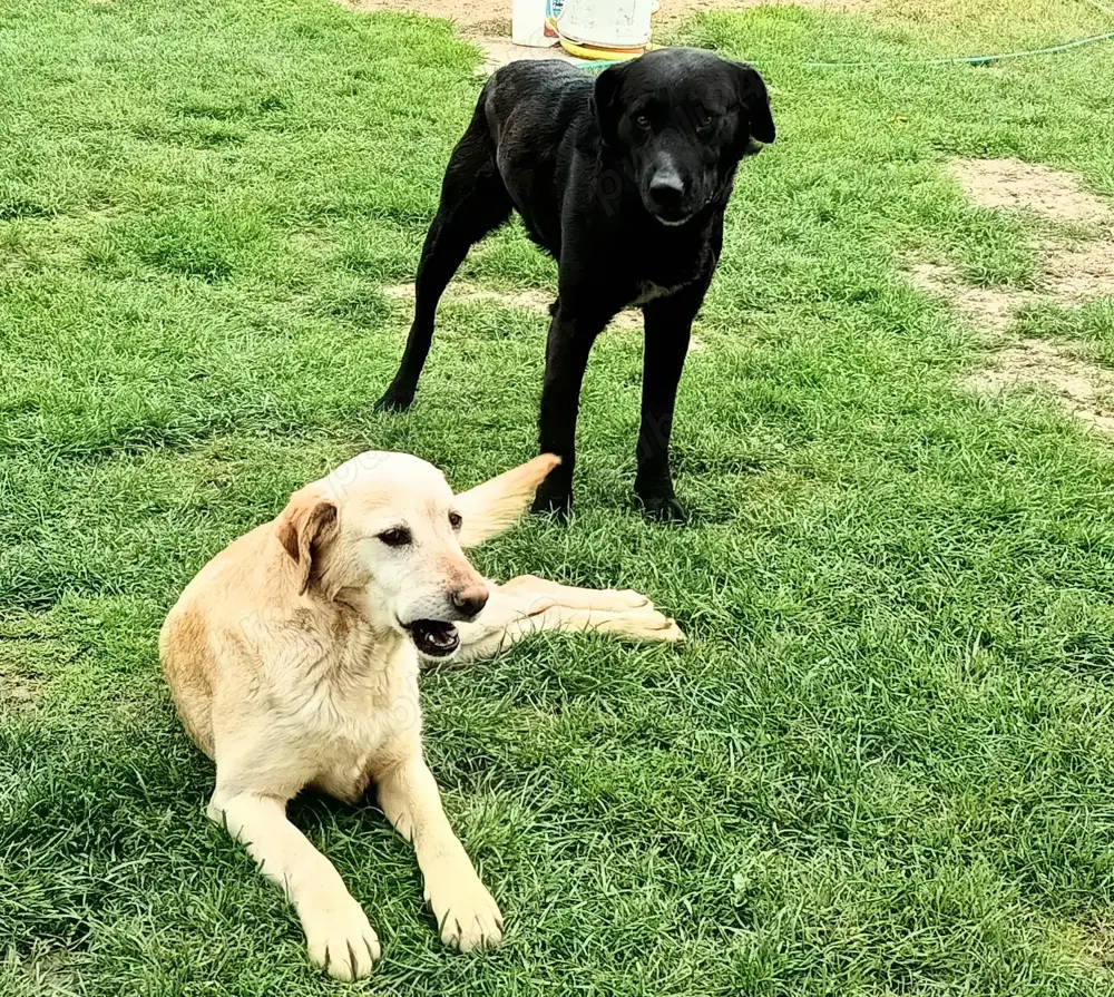 Donez o cățea aurie sterilizată și puiul ei masculul negru.