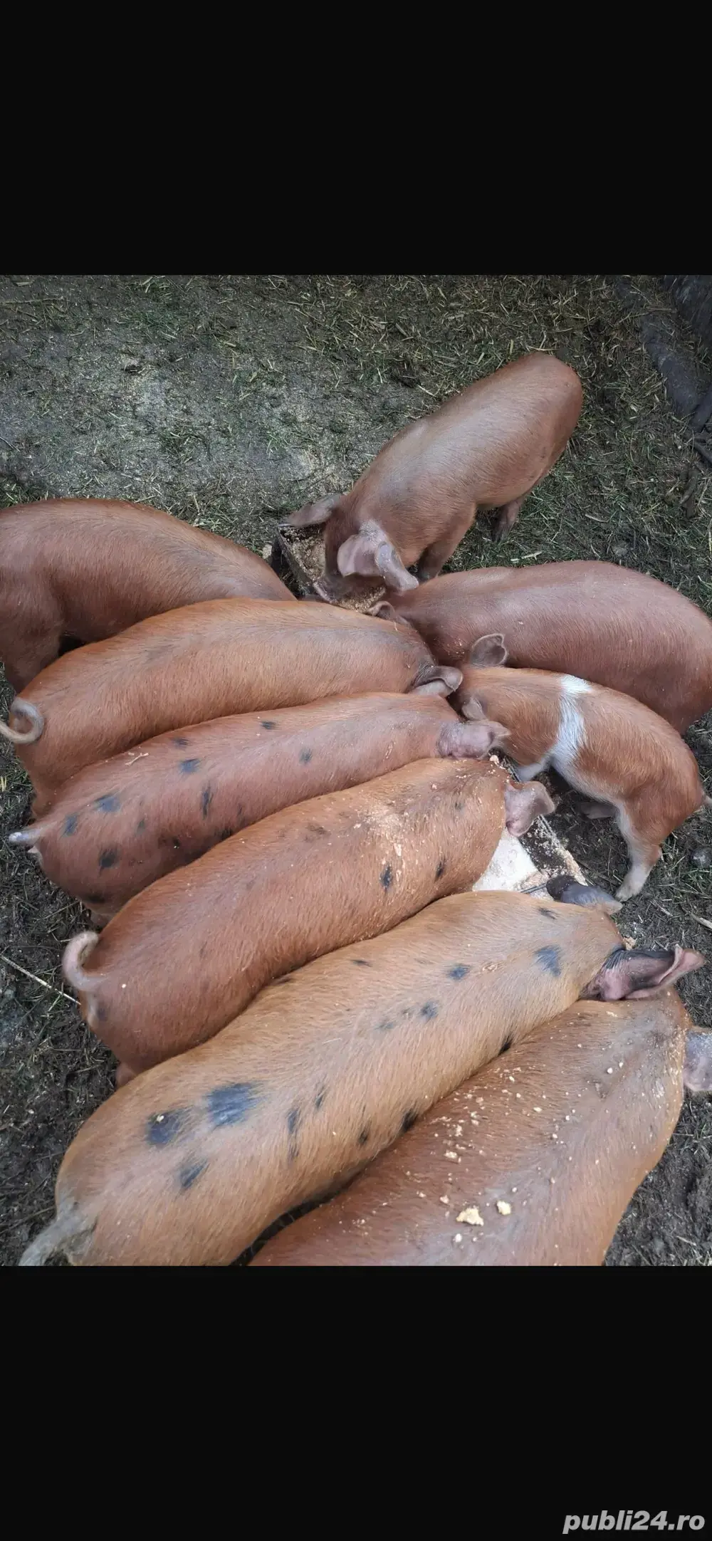 purceii de 7 saptamani purceii de 7 saptamani