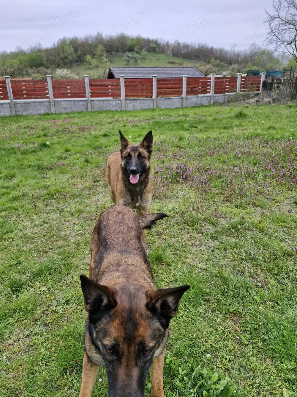 Catele  ciobanesc belgian malinois