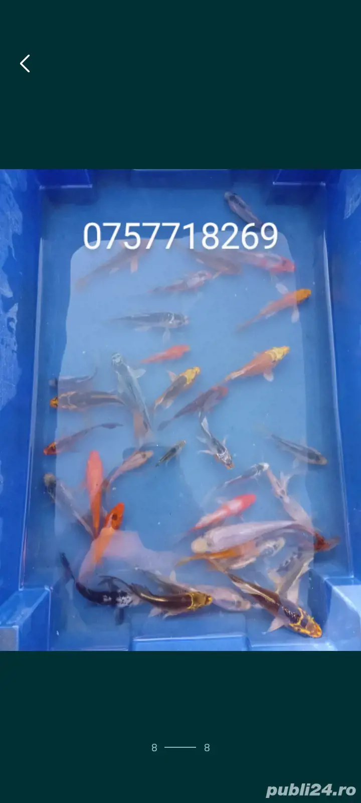 Crapi koi , carasi comete si shubunkin.