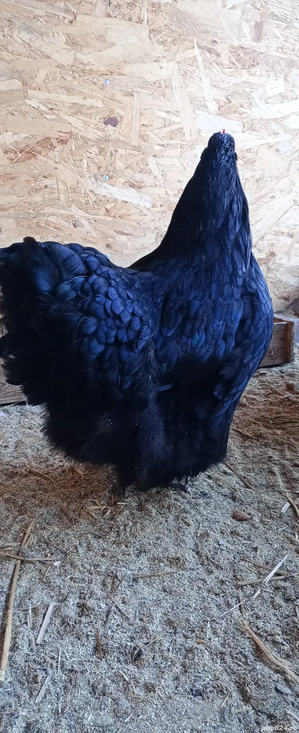 vand gaini orpington 