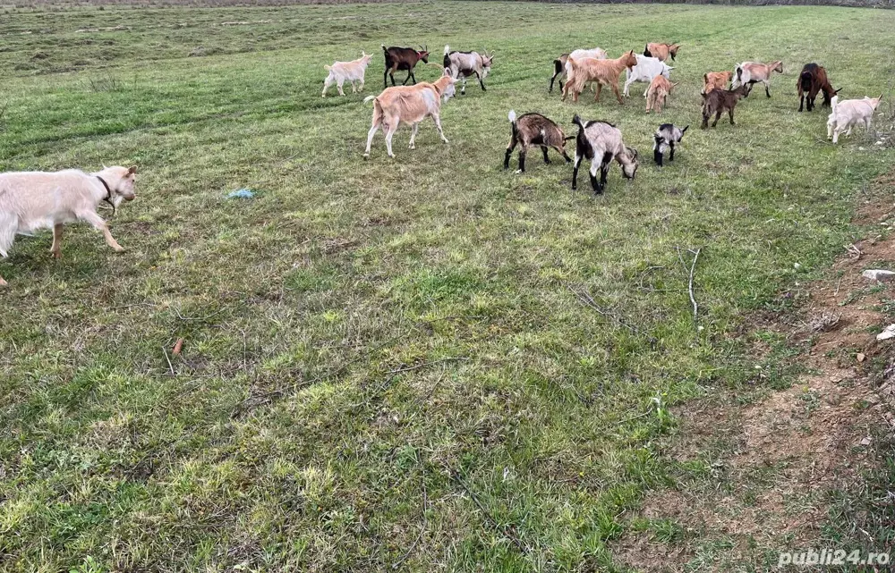 BIO = Branza, lapte, ieduți, capre si tap