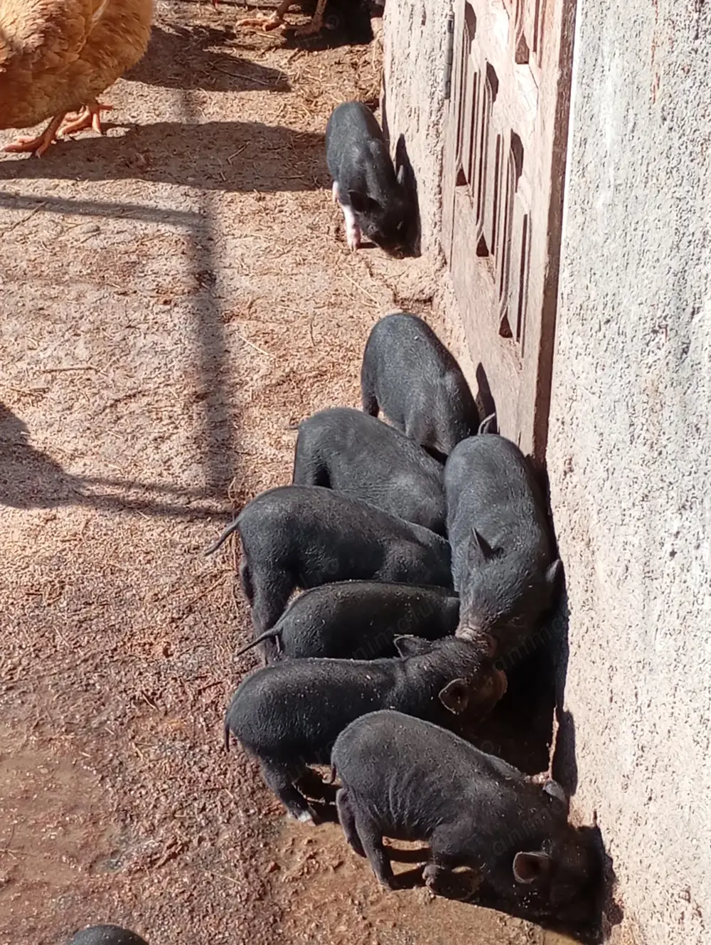 Vind purcelușii vietnamezi.