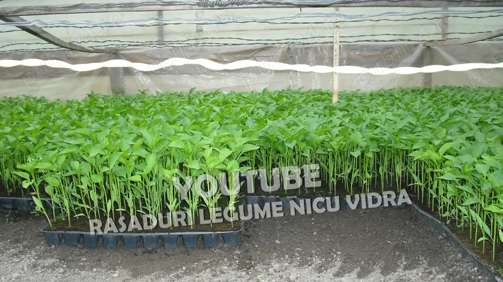 Rasaduri | Rasad de Ardei Gras Potop, Capia Ureche de Elefant, Gogosar