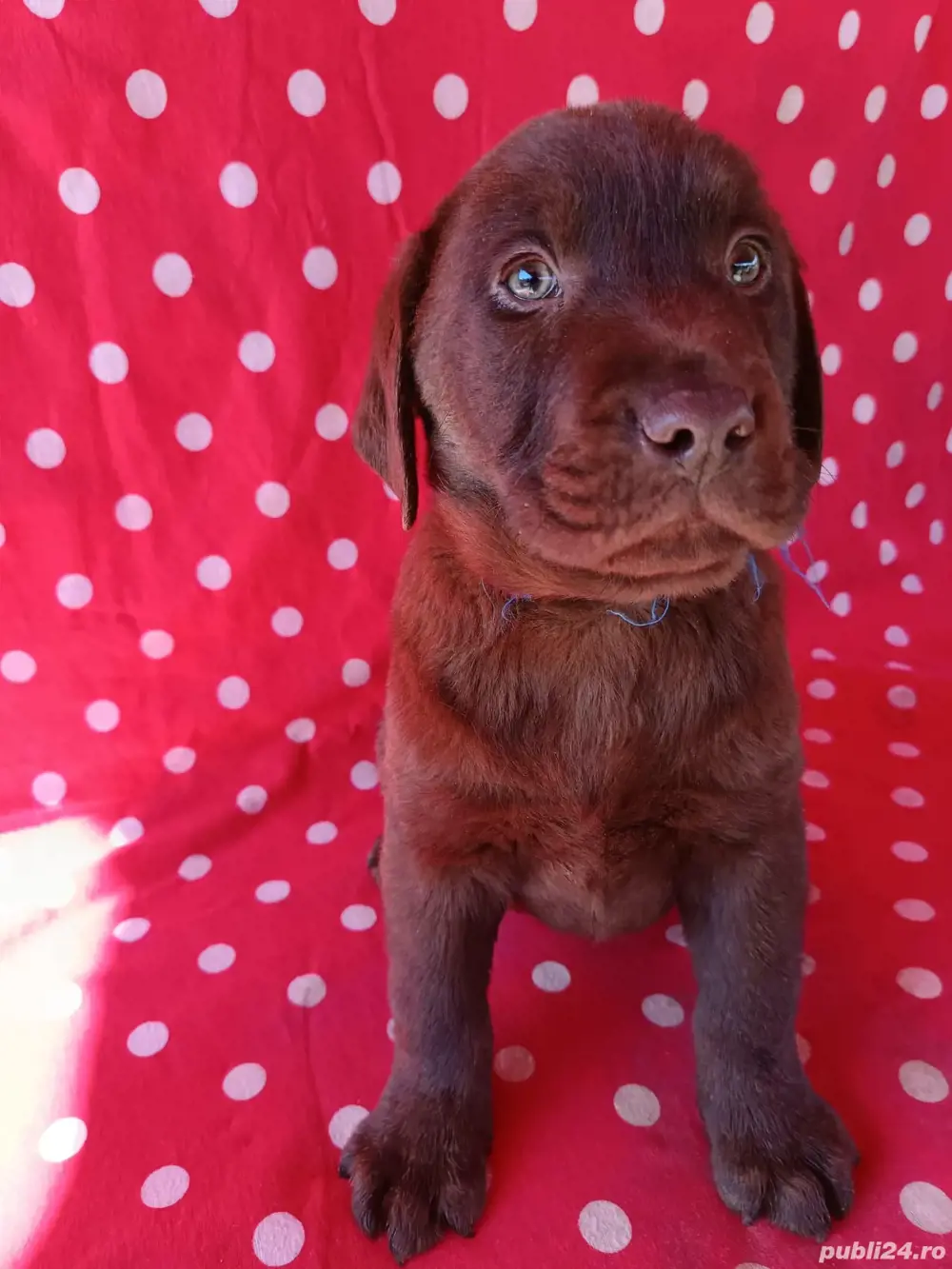 Labrador maro Pedigree