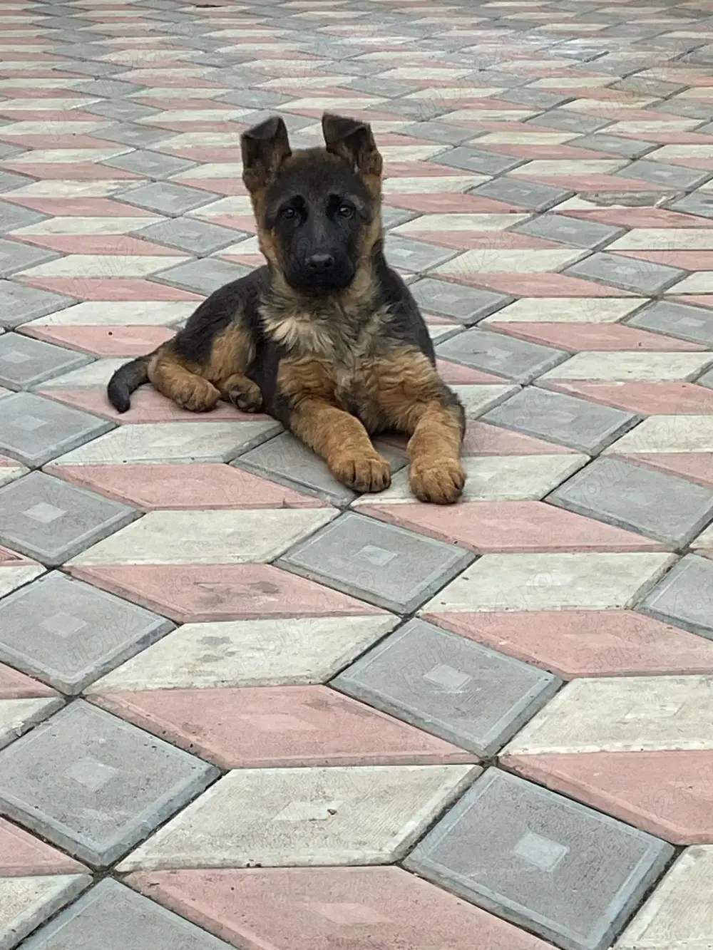 De vănzare puii Ciobănesc german cu pedigree 