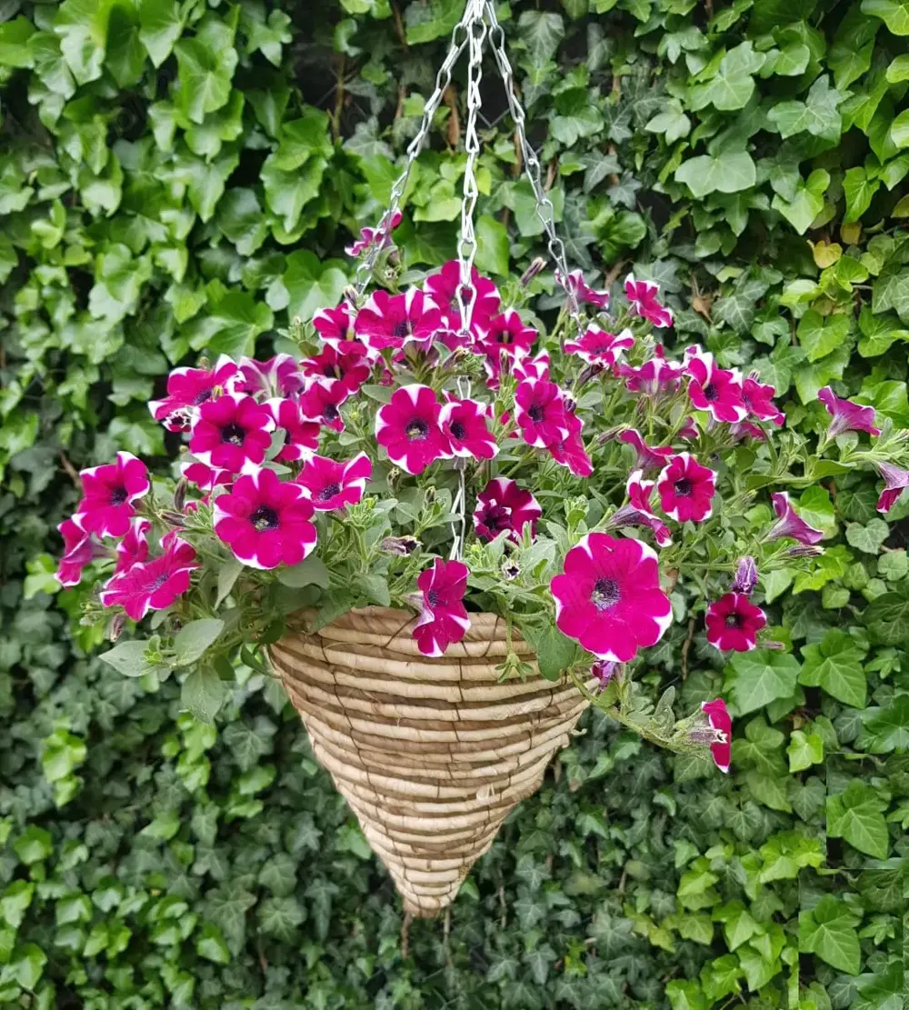 Ghiveci suspendat, cos conic, din impletitura naturala, 30cm