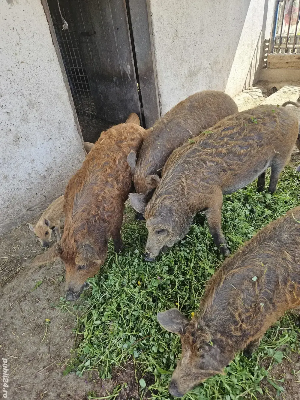 Porci mangalita