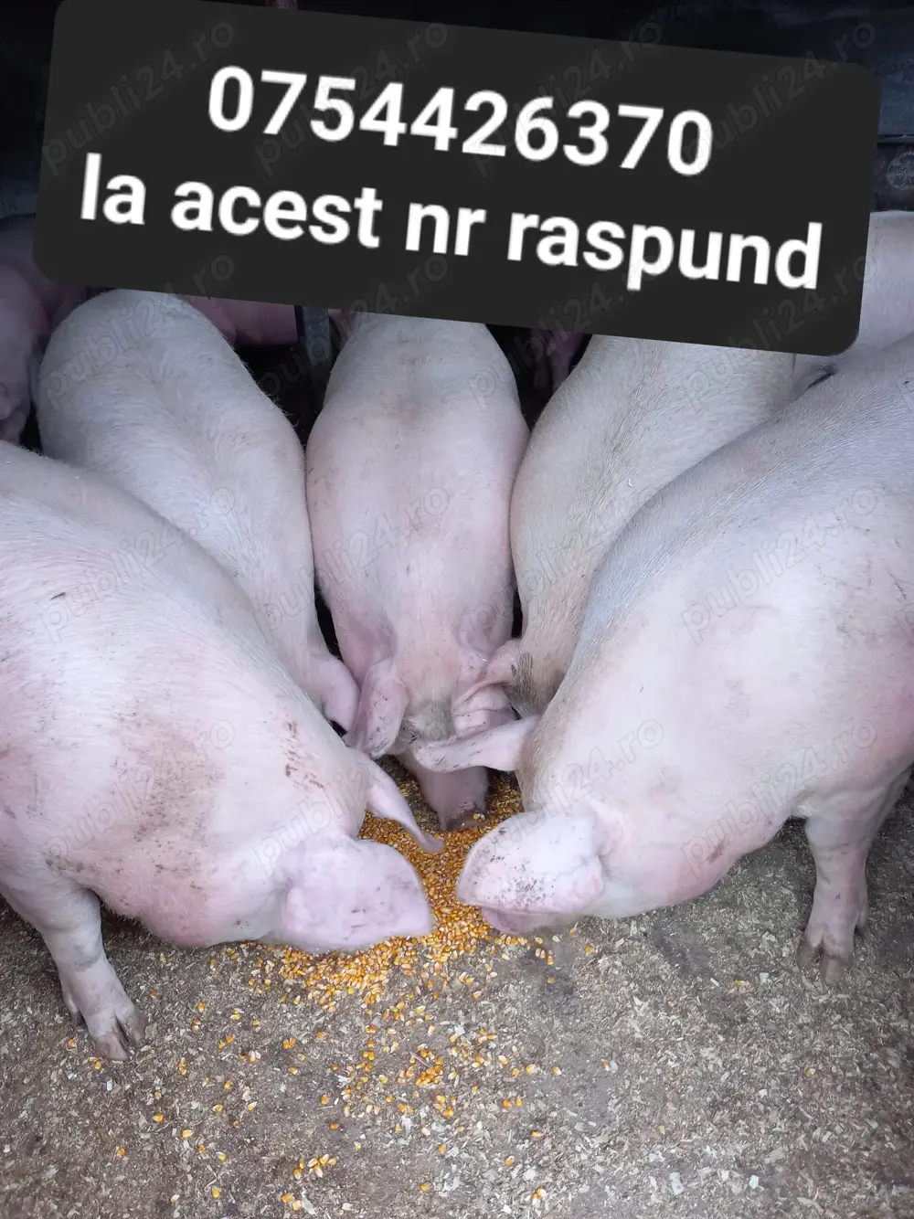 Vand porci  de carne