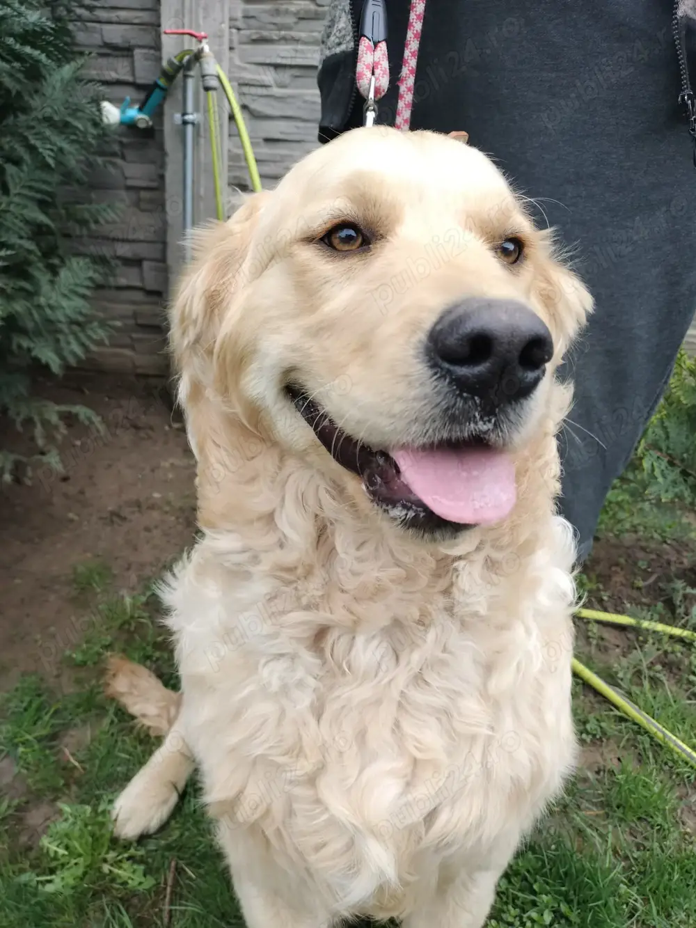 DONEZ Golden Retriever Peciu Nou - Animale