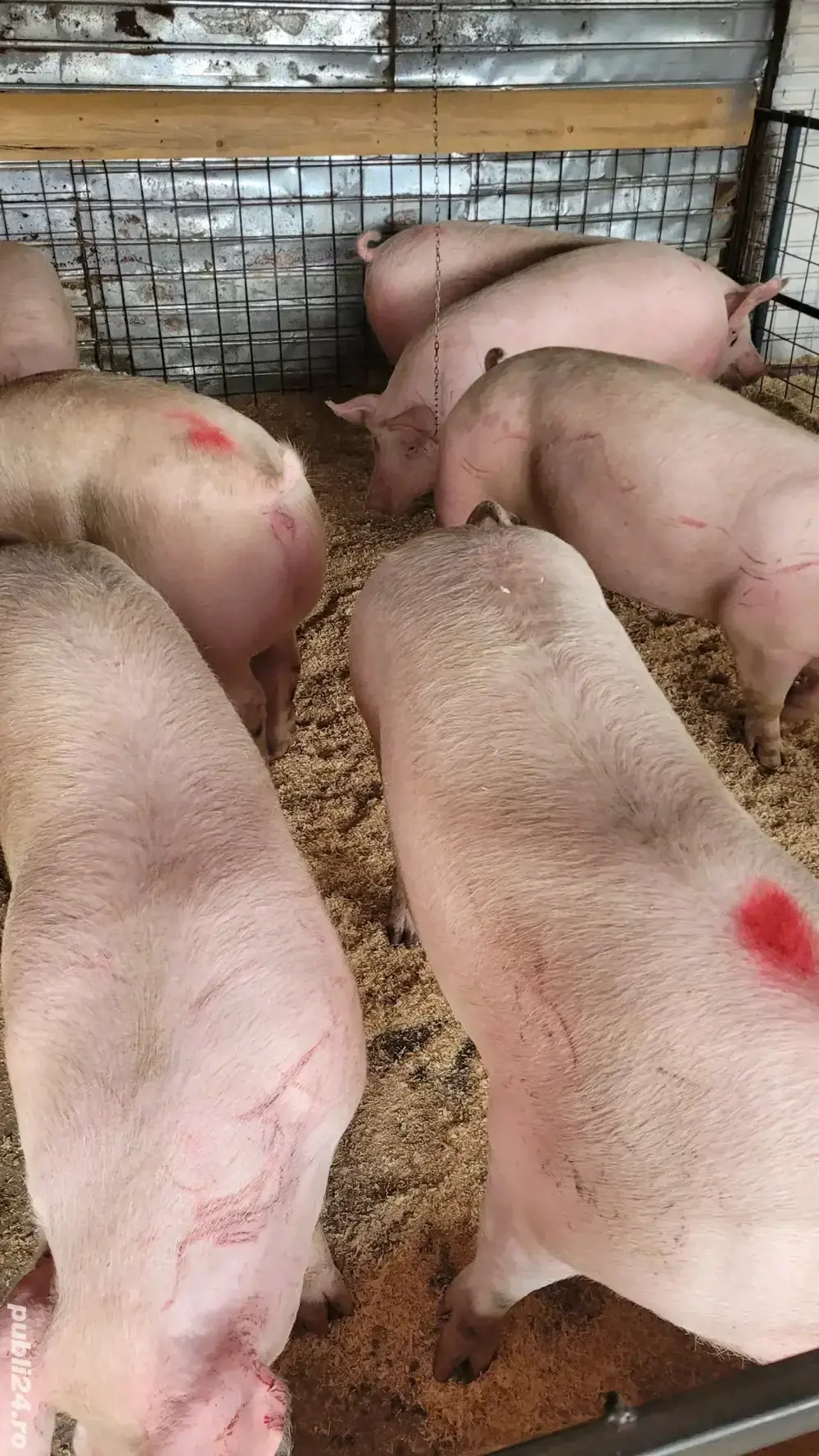 de vânzare porci de carne 