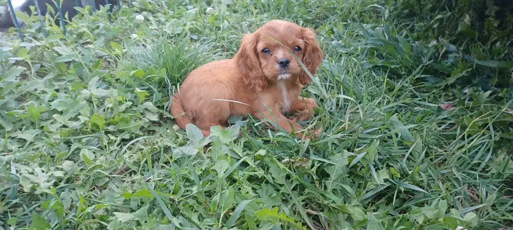 Cavalier king charles Spaniel