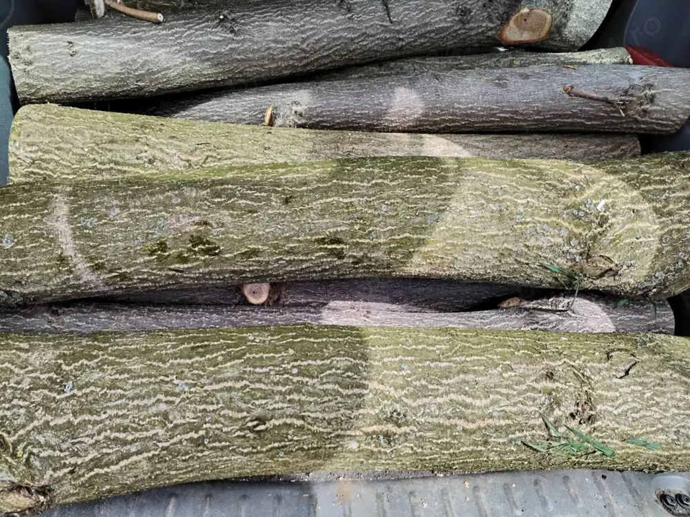 Lemn Paulownia se taie la comanda