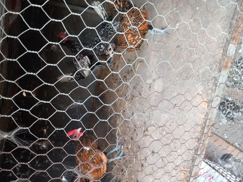 vand cocos sebright argintiu 