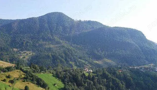 Poieni alpine - Campulung Muscel-com.Albesti