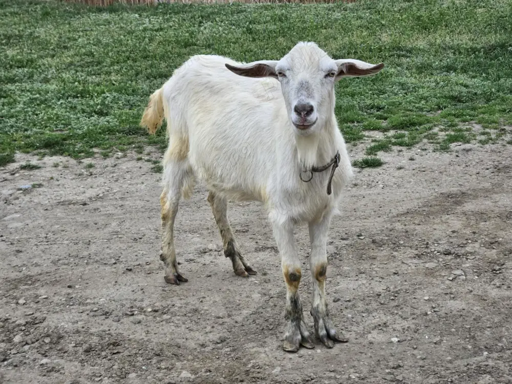 Tap rasa Saanen pentru carne(pastrama)