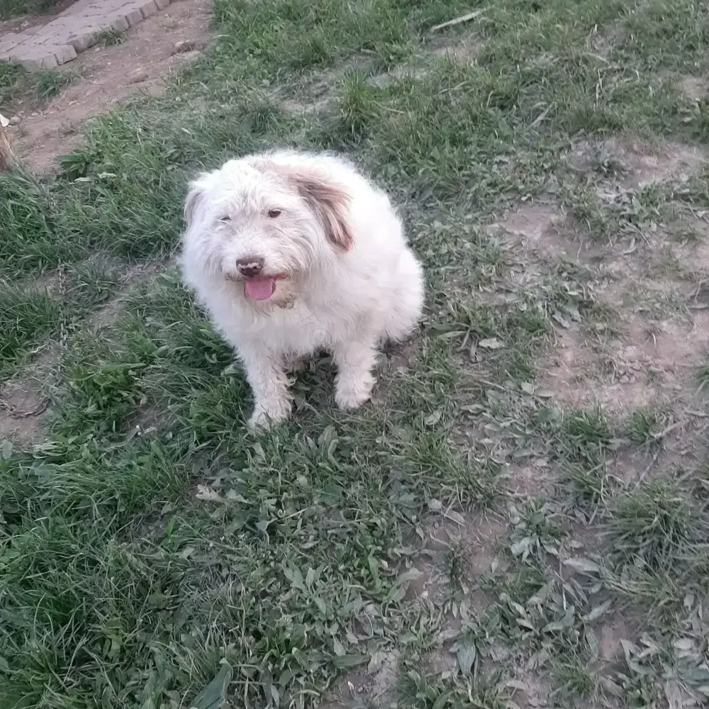 Vând mascul Lagotto în vasta de 2 ani. Vând mascul Lagotto în vasta de 2 ani.