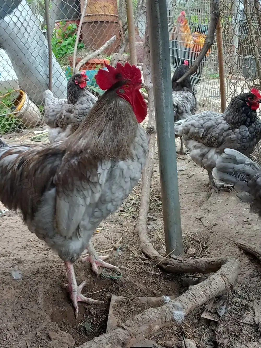 Vand oua și pui australorp albastru